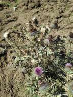 Image of Cirsium morisianum Rchb. fil.