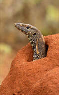 Image of Bengal Monitor Lizard