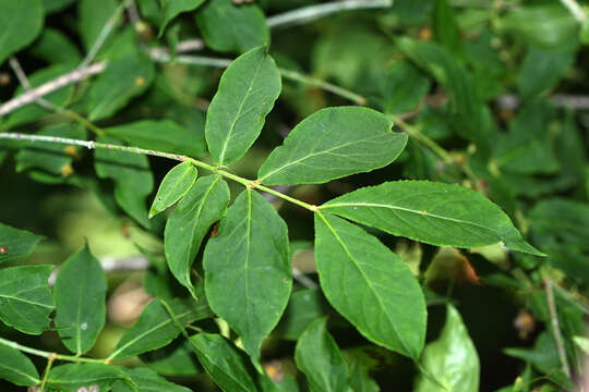 Imagem de Euonymus verrucosus Scop.