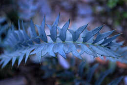 Image of Eastern Cape Blue Cycad