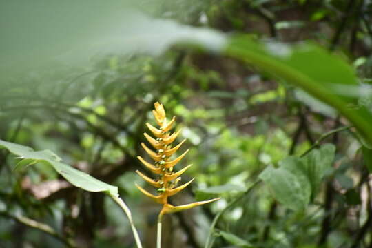 Image of Heliconia librata Griggs