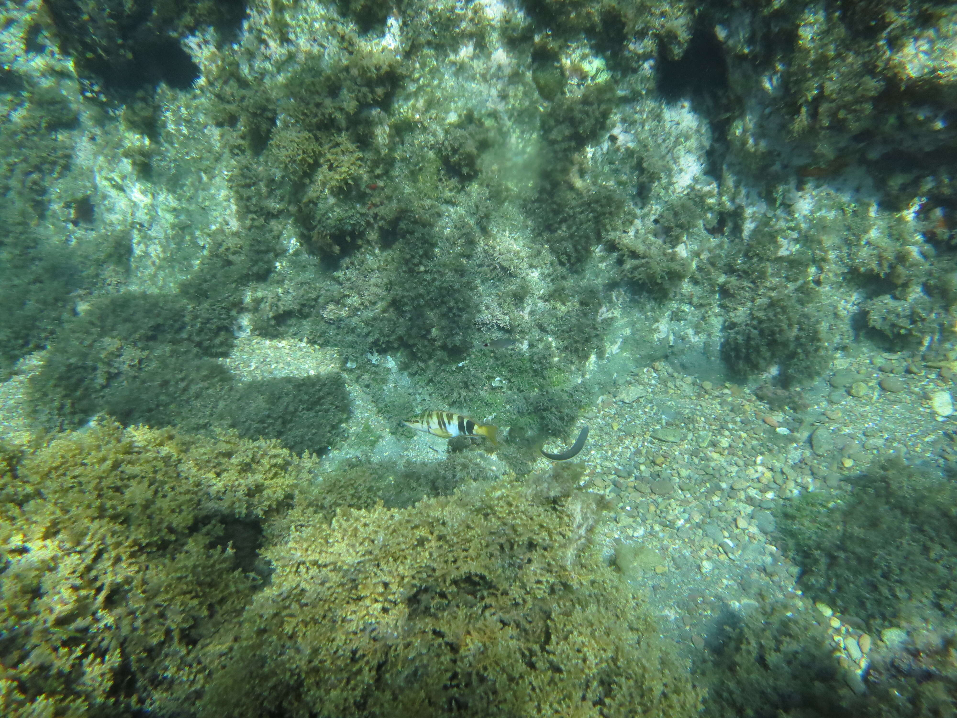 Image of Black Sea urchin