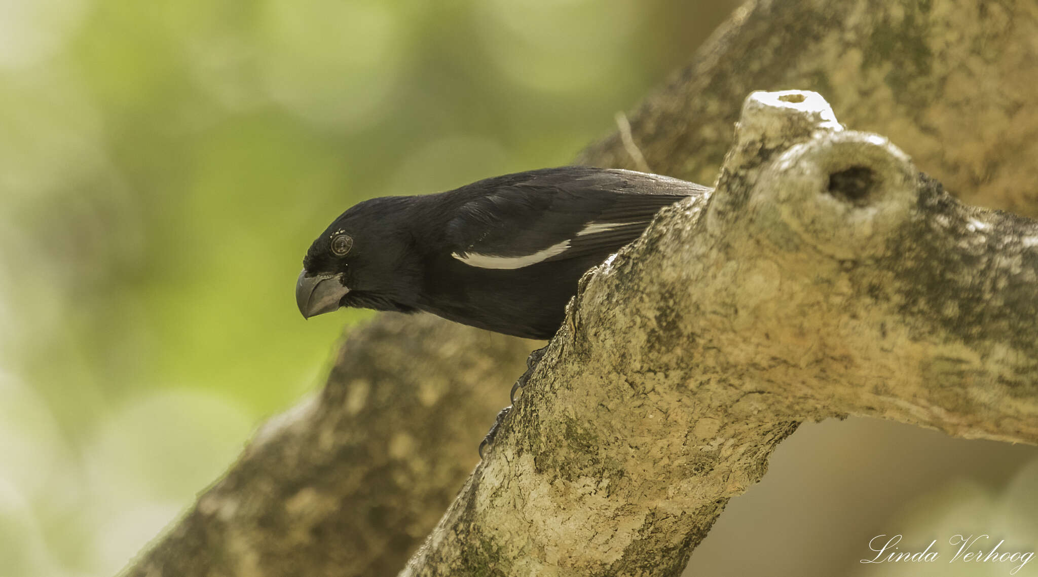 Image of Cuban Bullfinch