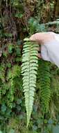 Imagem de Polystichum nepalense (Spreng.) C. Chr.