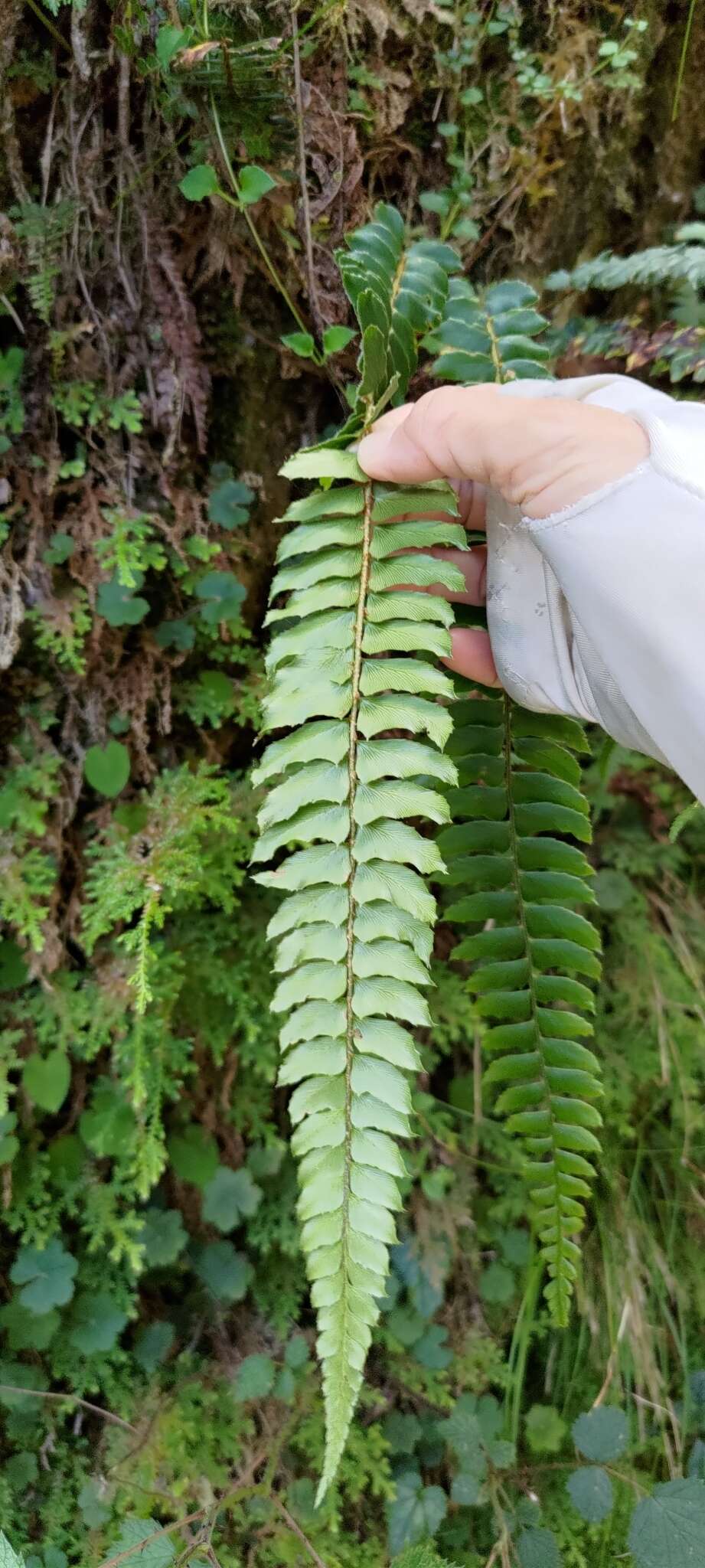 Polystichum nepalense (Spreng.) C. Chr. resmi