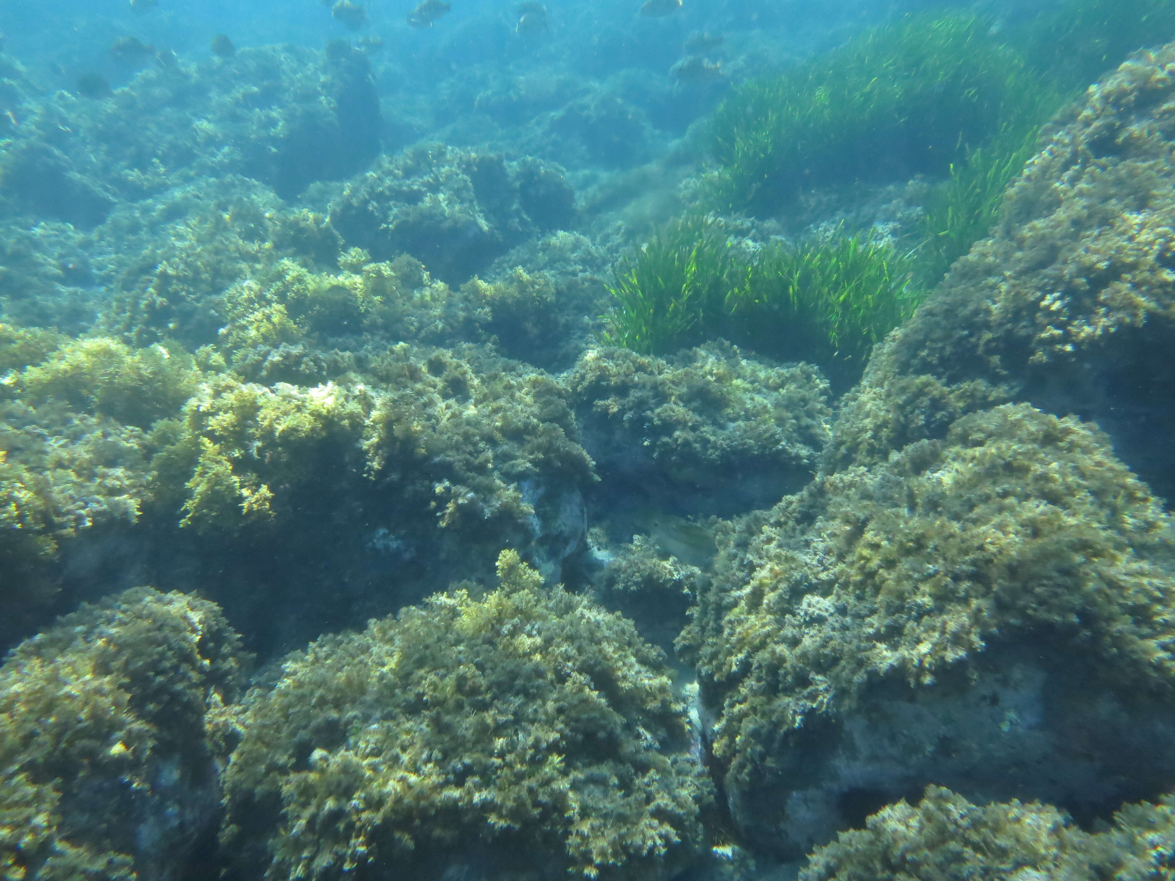 Image of East Atlantic Peacock Wrasse