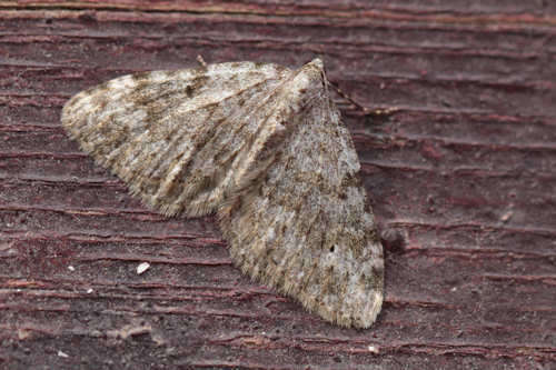 Image of Coenotephria ablutaria hangayi