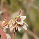 Imagem de Lasiopetalum macrophyllum R. Grah.