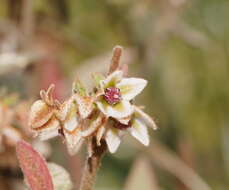 Image of Lasiopetalum macrophyllum R. Grah.