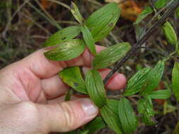 Image of Pycnanthemum torreyi Benth.