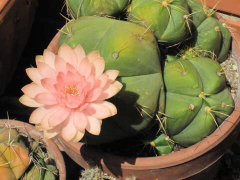 Image of Cactus