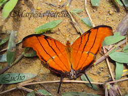 Image of Ruddy Daggerwing