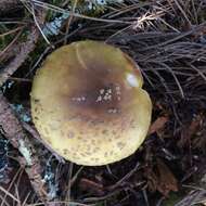 Image of Amanita augusta Bojantchev & R. M. Davis 2013