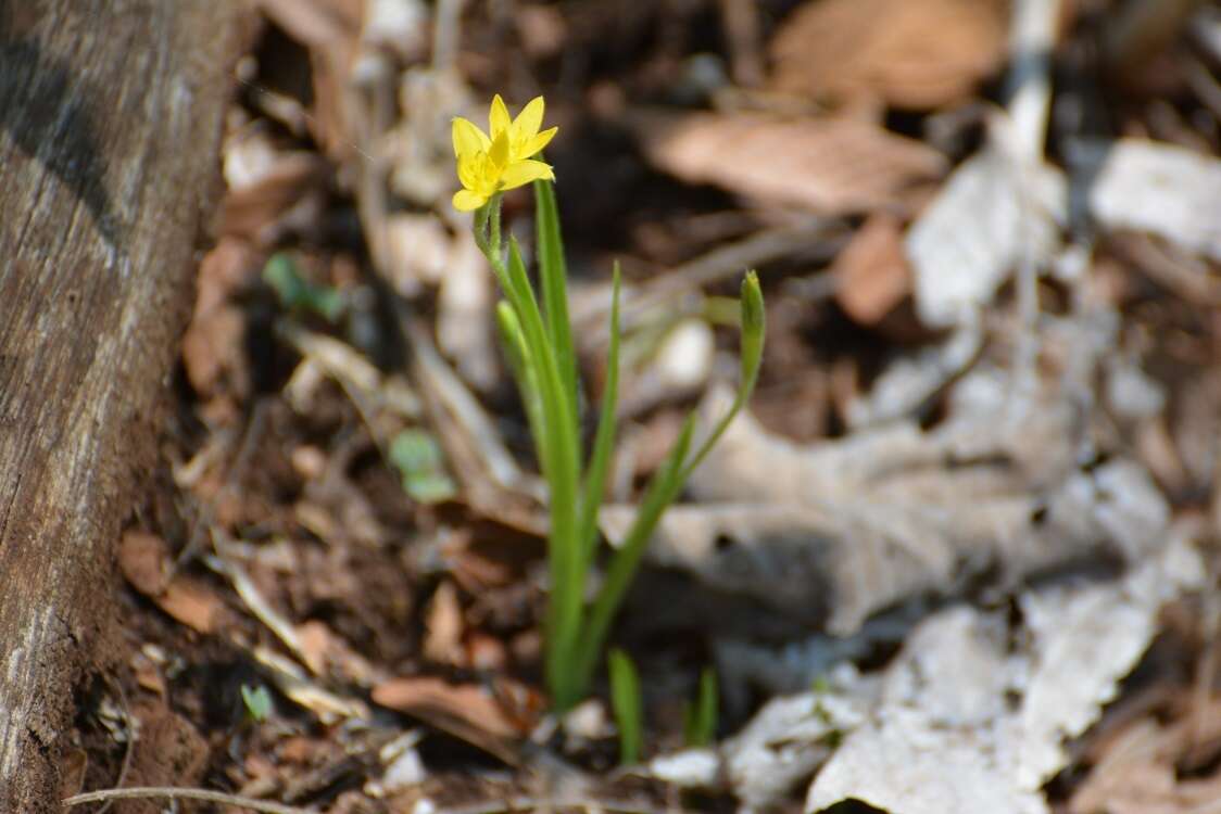 Sivun Hypoxis decumbens L. kuva