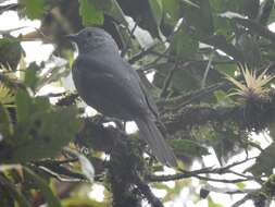 Image of Dusky Piha