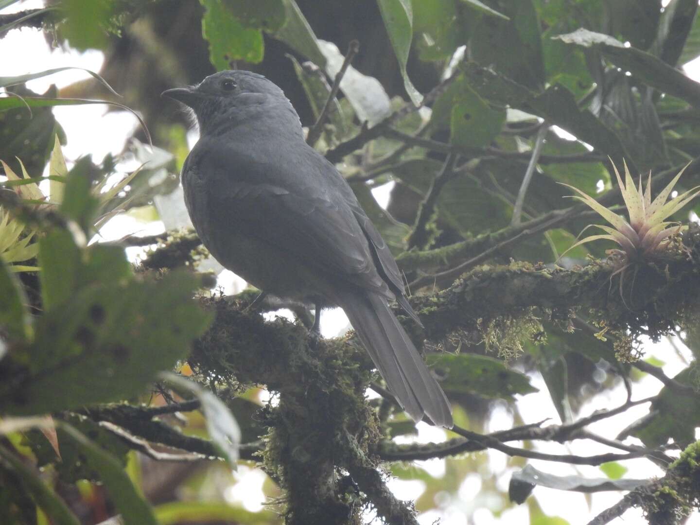 Image of Dusky Piha