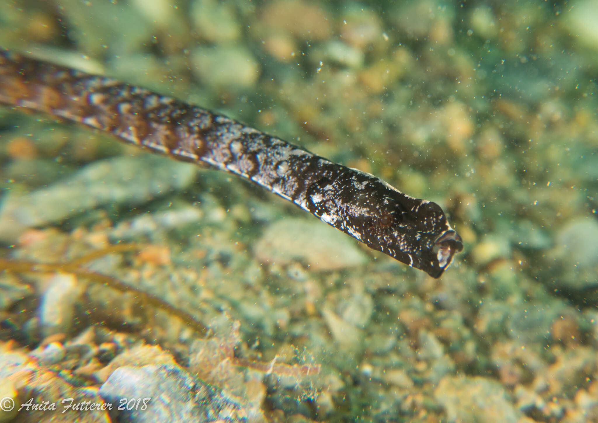 Plancia ëd Histiogamphelus cristatus (Macleay 1881)