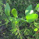 Image of Smilax gracilior Ferrufino & Greuter