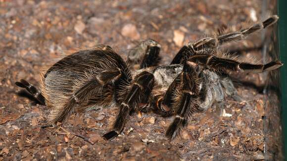 Image of Curlyhair tarantula