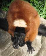 Image of Red Ruffed Lemur