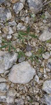 Image of subterranean Indian breadroot