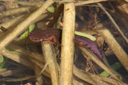 Image of Japanese Fire-bellied Newt