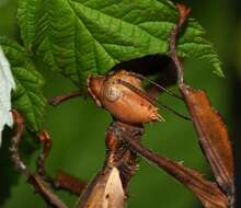 Image of giant stick insect