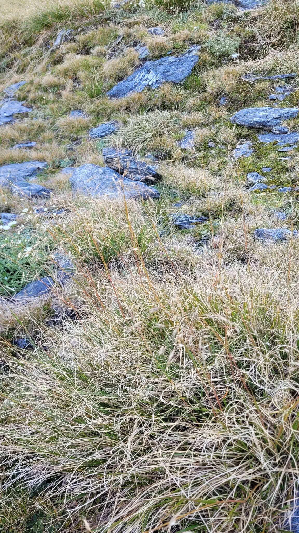 Image of Chionochloa vireta Connor