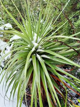 Sivun Richea pandanifolia Hook. fil. kuva