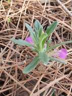 Image de Ajuga iva var. iva