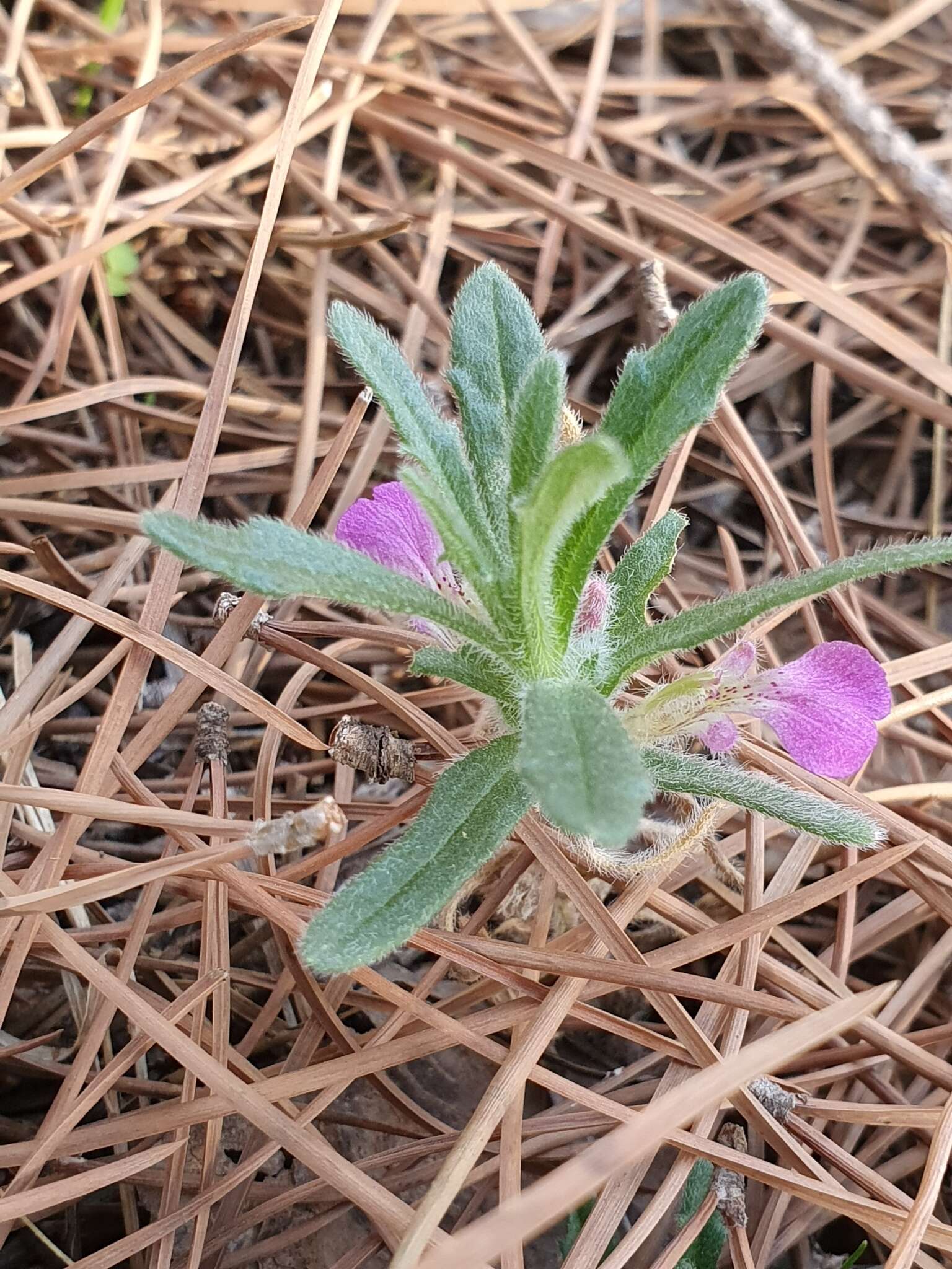 Plancia ëd Ajuga iva var. iva