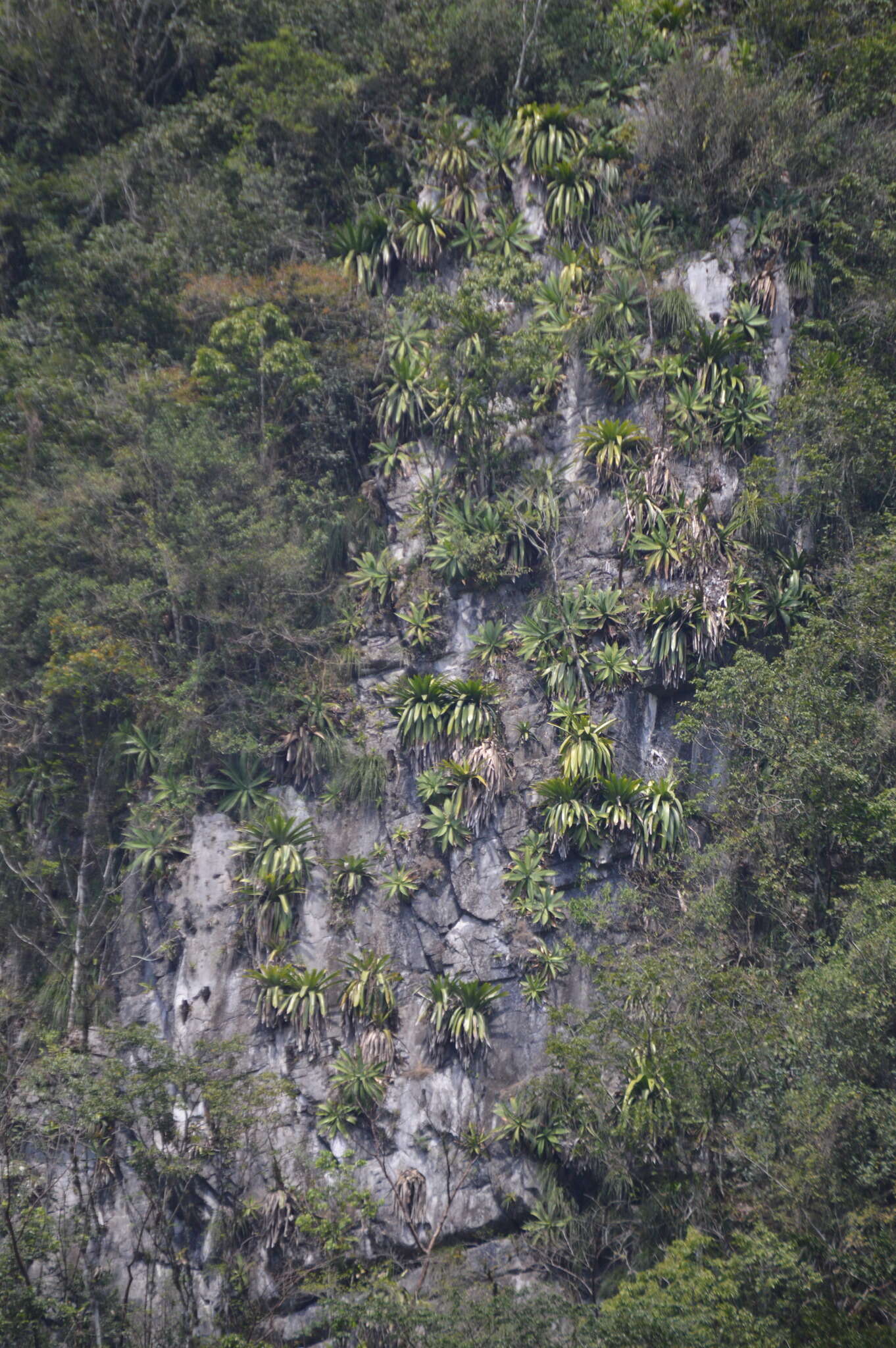 Image of Agave ellemeetiana Jacobi