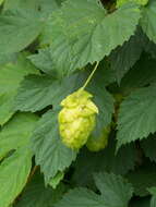 Image of common hop