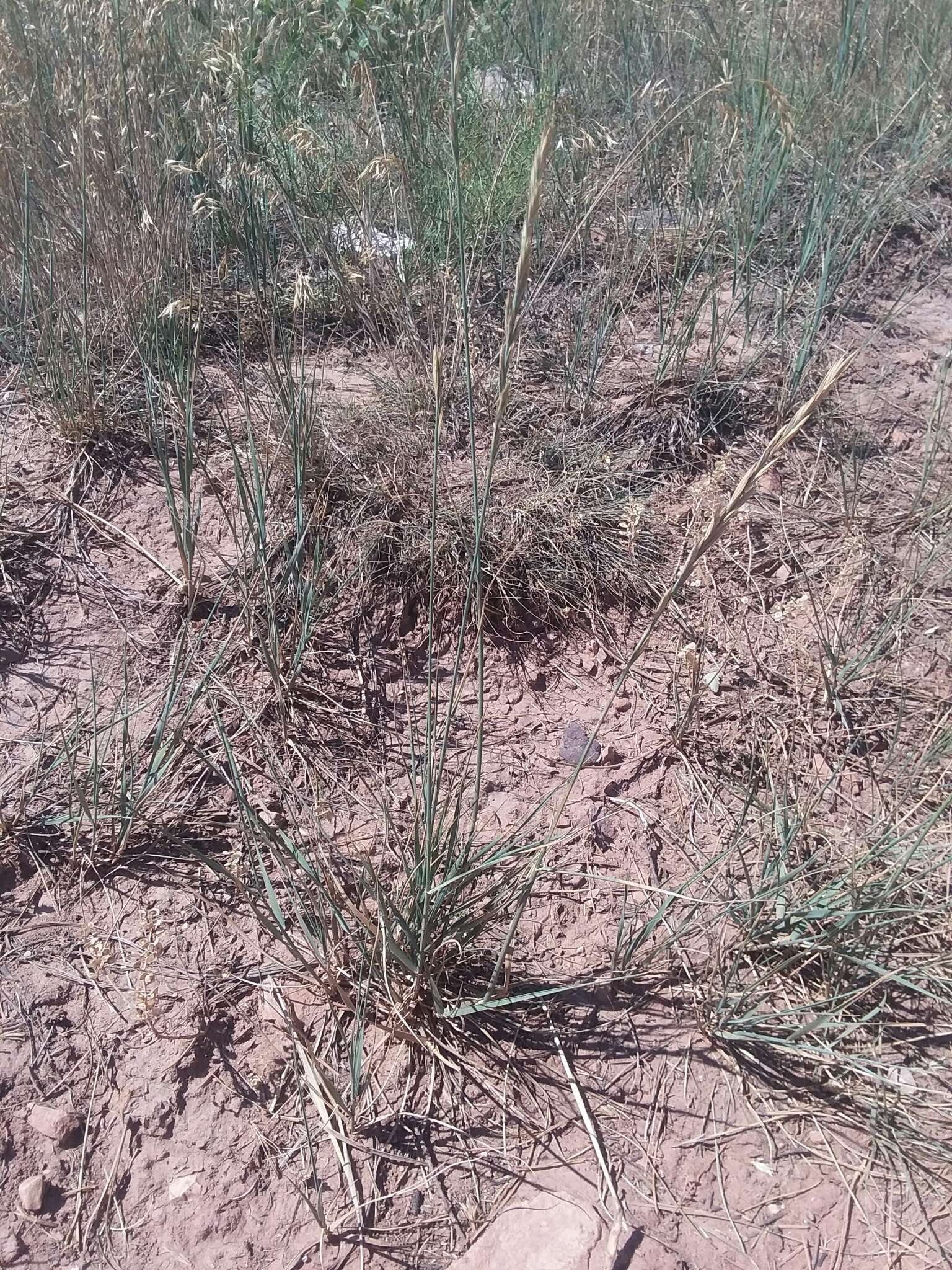 Image of Western-Wheat Grass