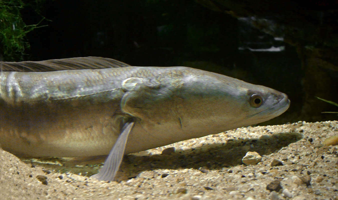 Image of Giant Snakehead