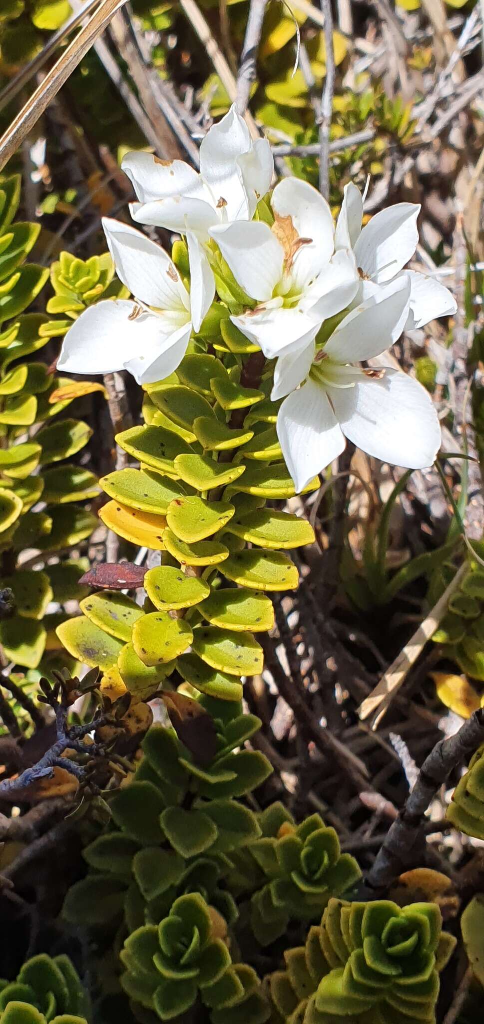 Image of Veronica macrantha var. brachyphylla Cheesem.