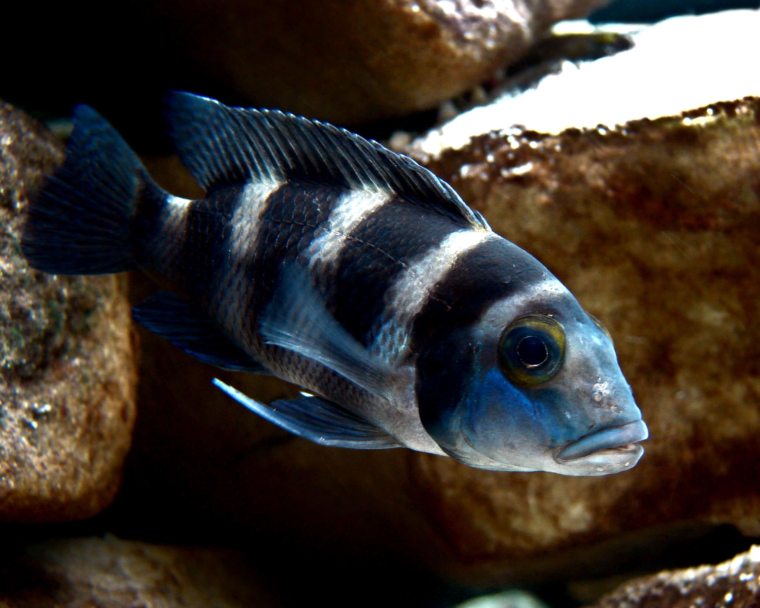 Image de Neolamprologus tretocephalus (Boulenger 1899)