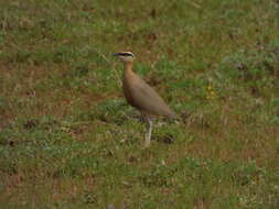 Image of Indian Courser