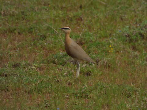 Image of Indian Courser