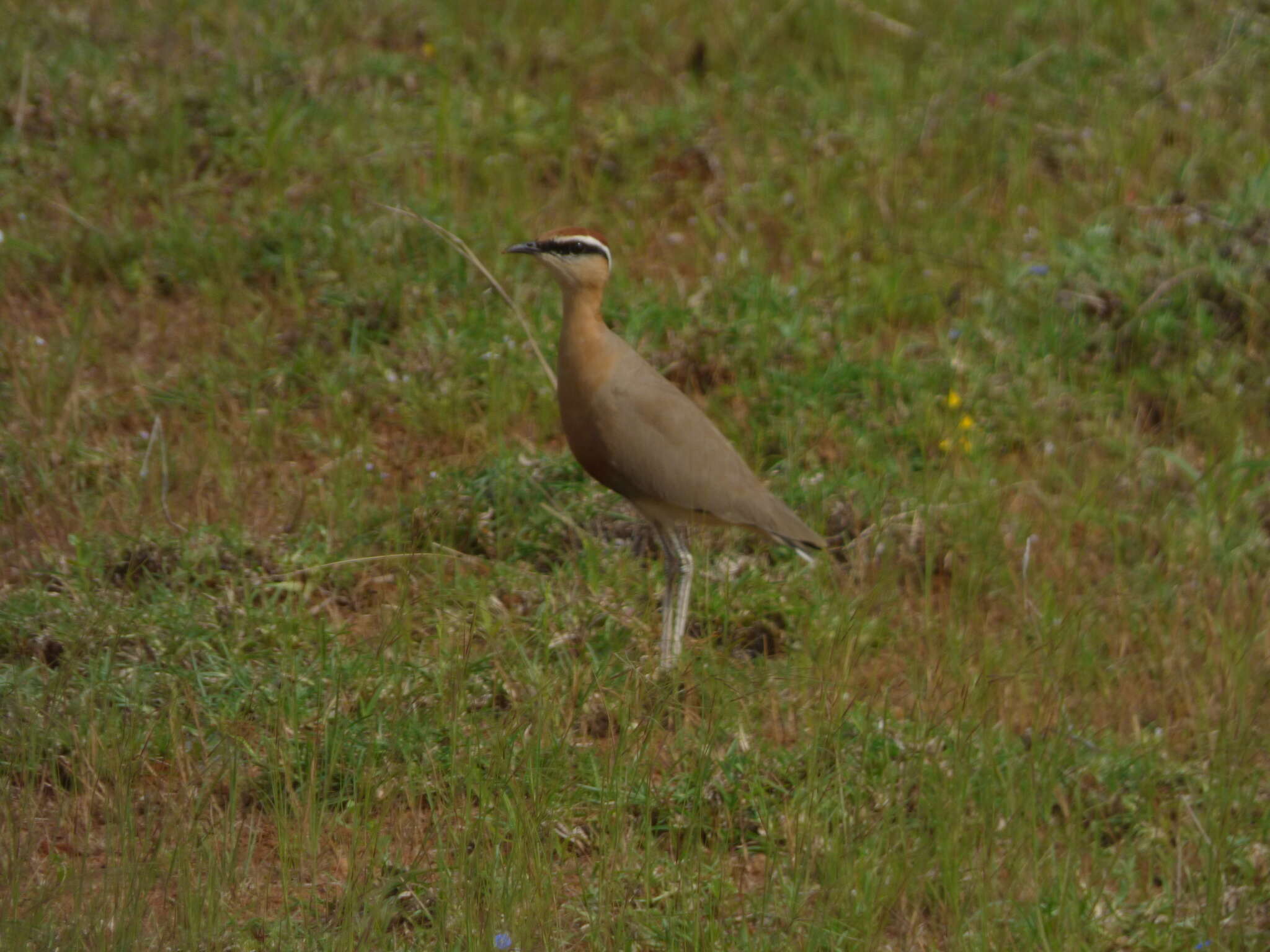 Image of Indian Courser