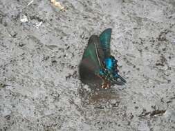 Image de Papilio maackii Ménétriés 1859