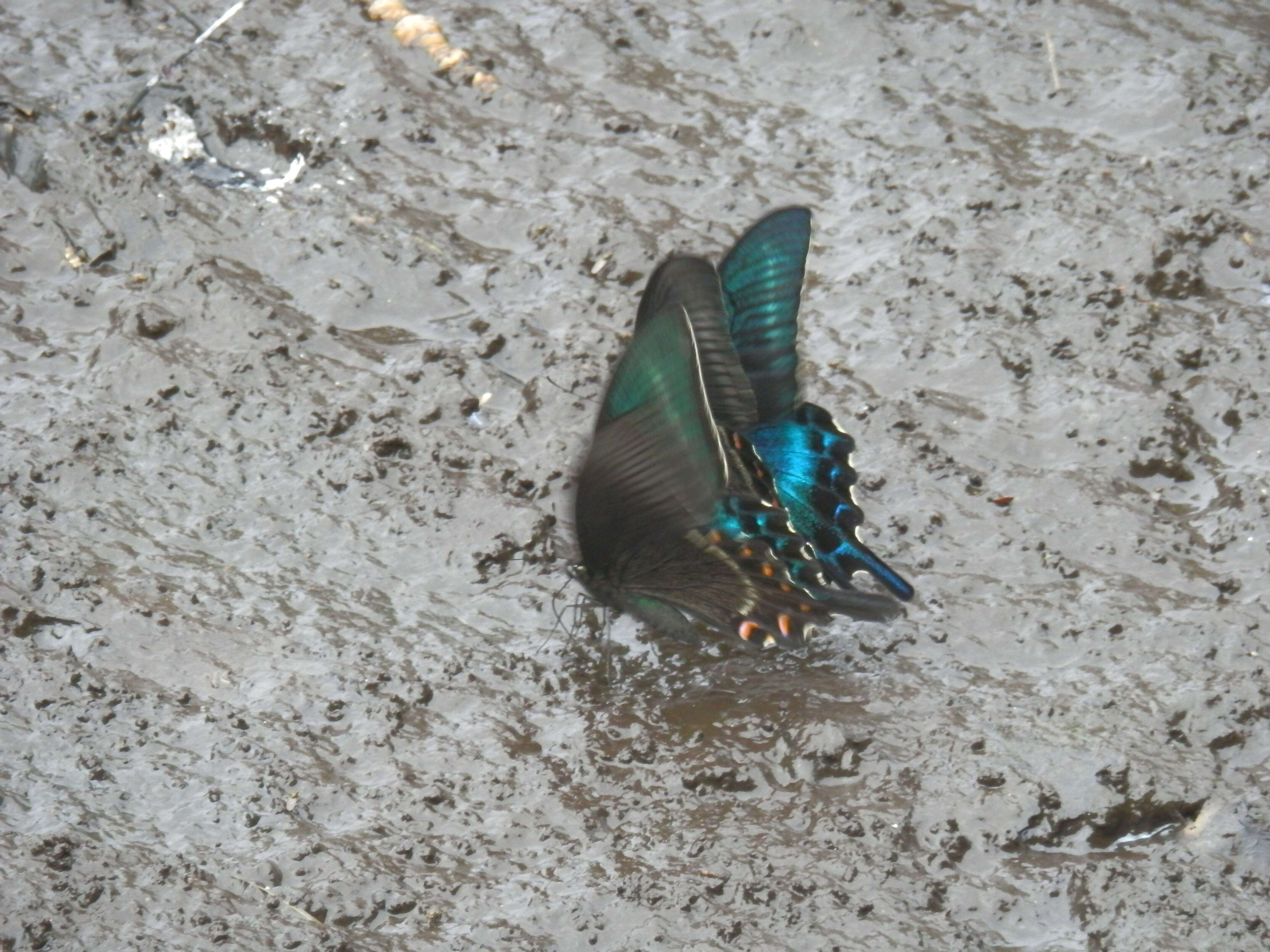 Image de Papilio maackii Ménétriés 1859