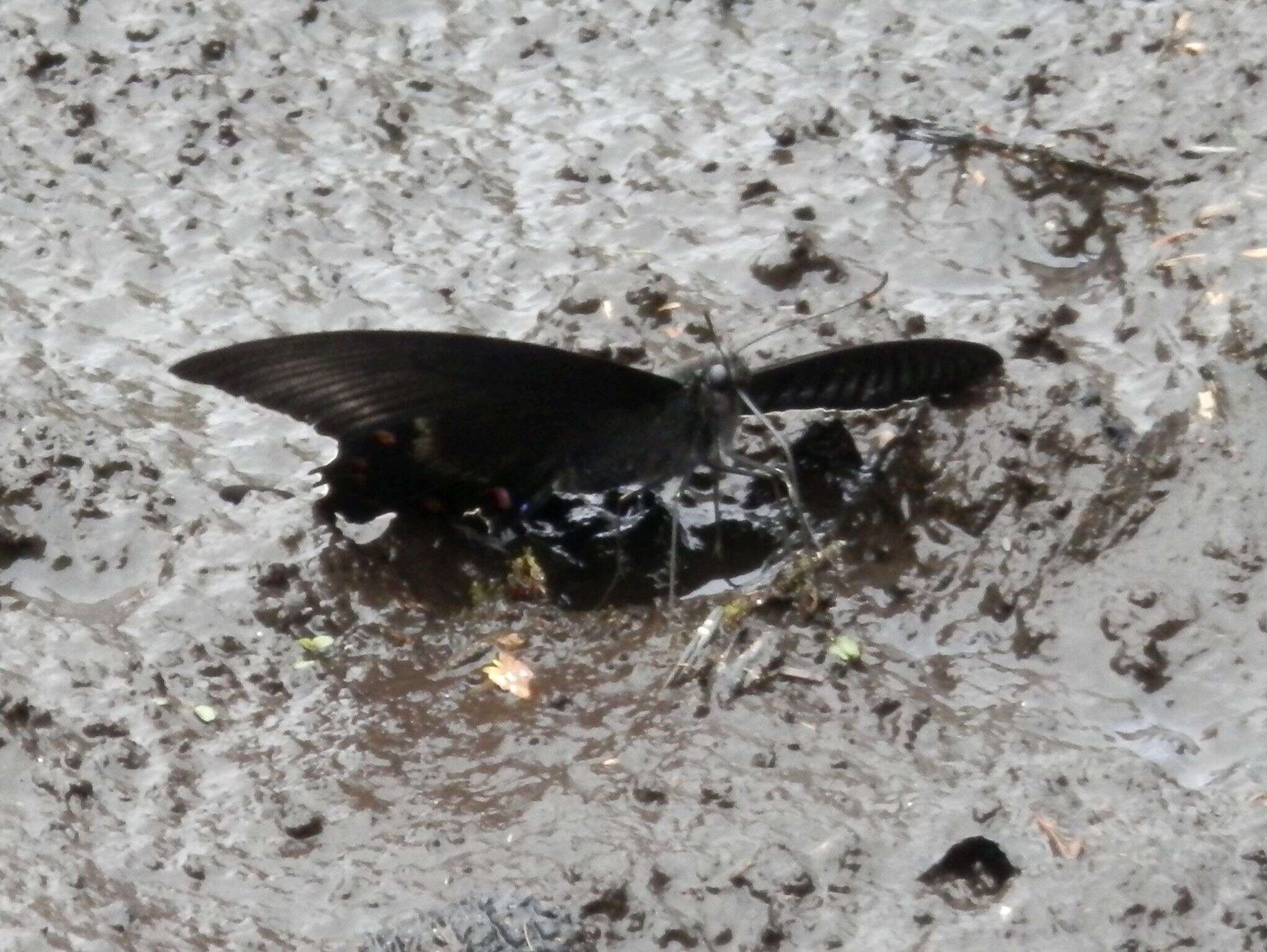 Image de Papilio maackii Ménétriés 1859