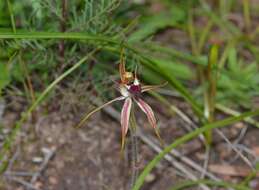 Image of Caladenia hoffmanii Hopper & A. P. Br.