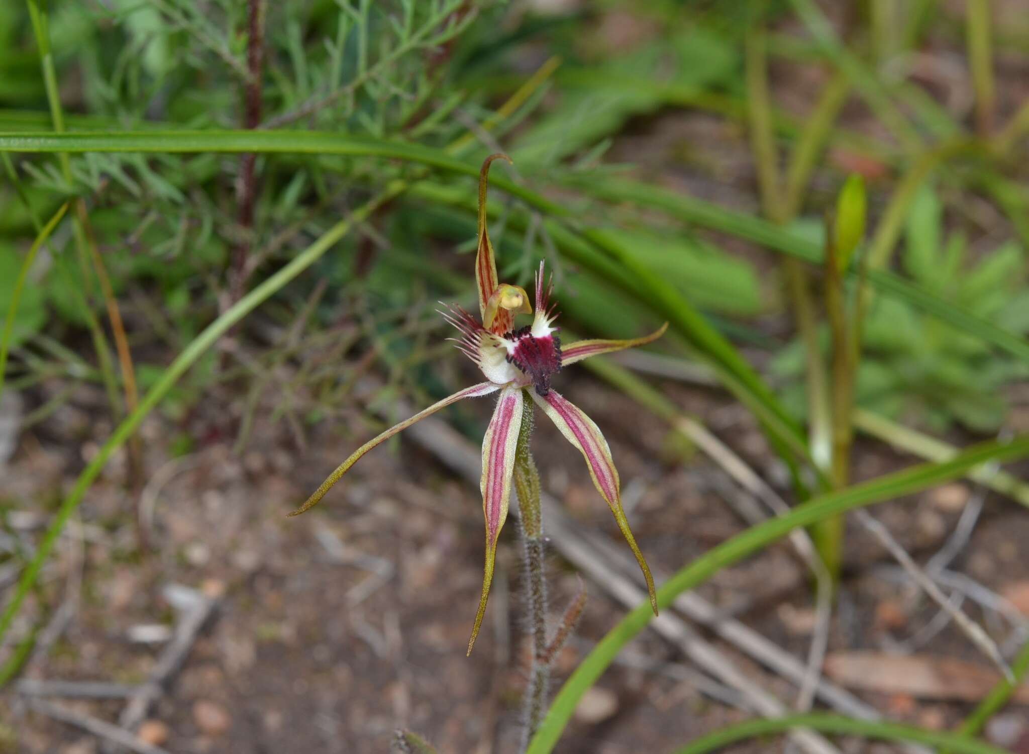 Image of Caladenia hoffmanii Hopper & A. P. Br.