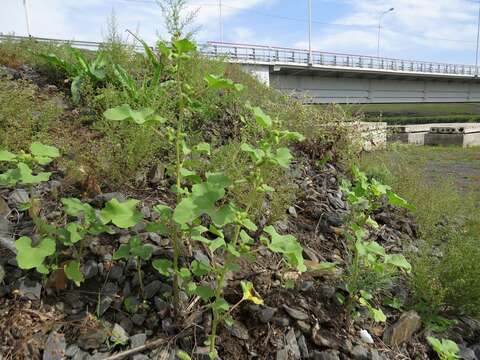 Imagem de Xanthium strumarium subsp. sibiricum (Widd.) Greuter