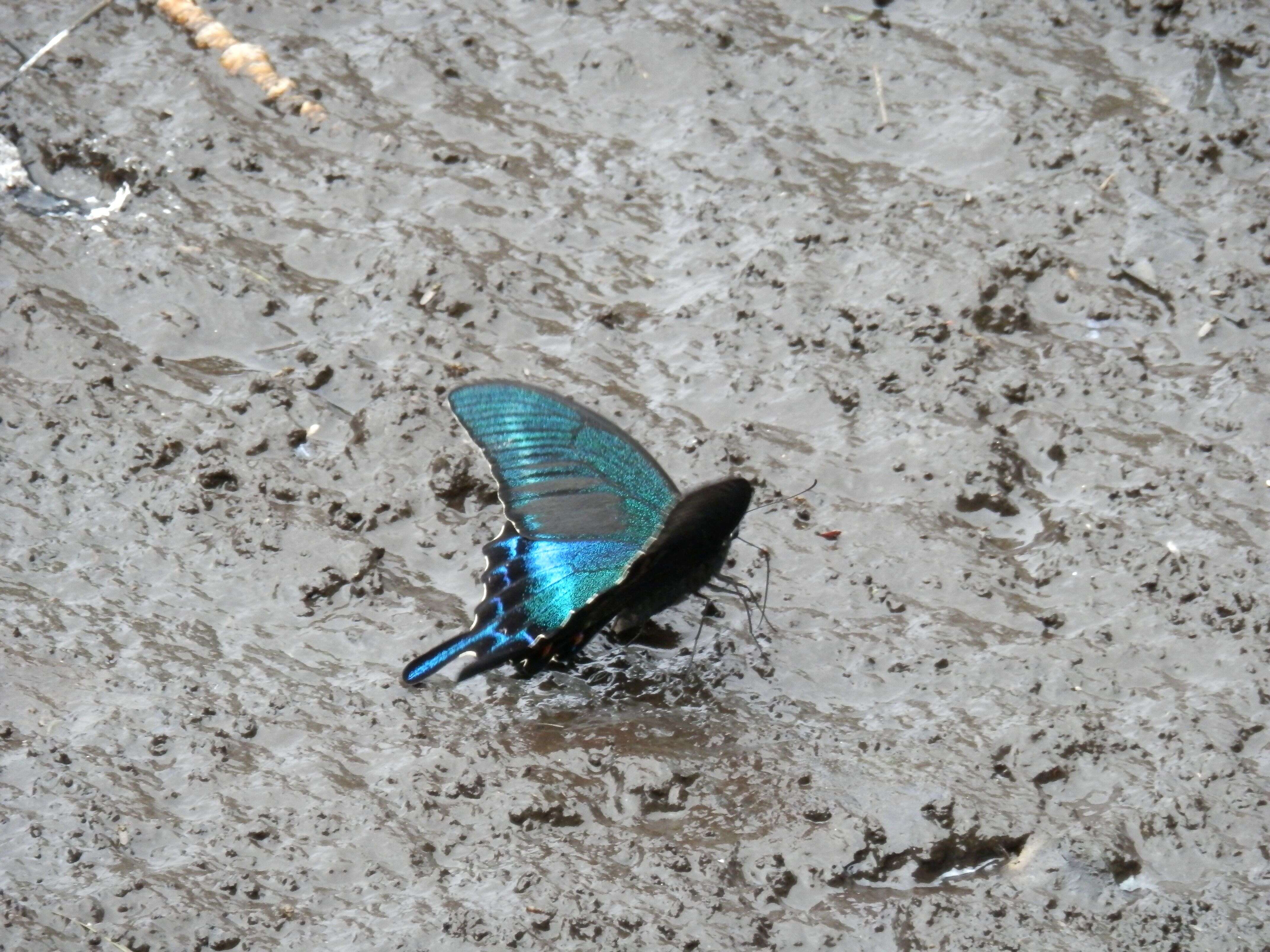 Image de Papilio maackii Ménétriés 1859