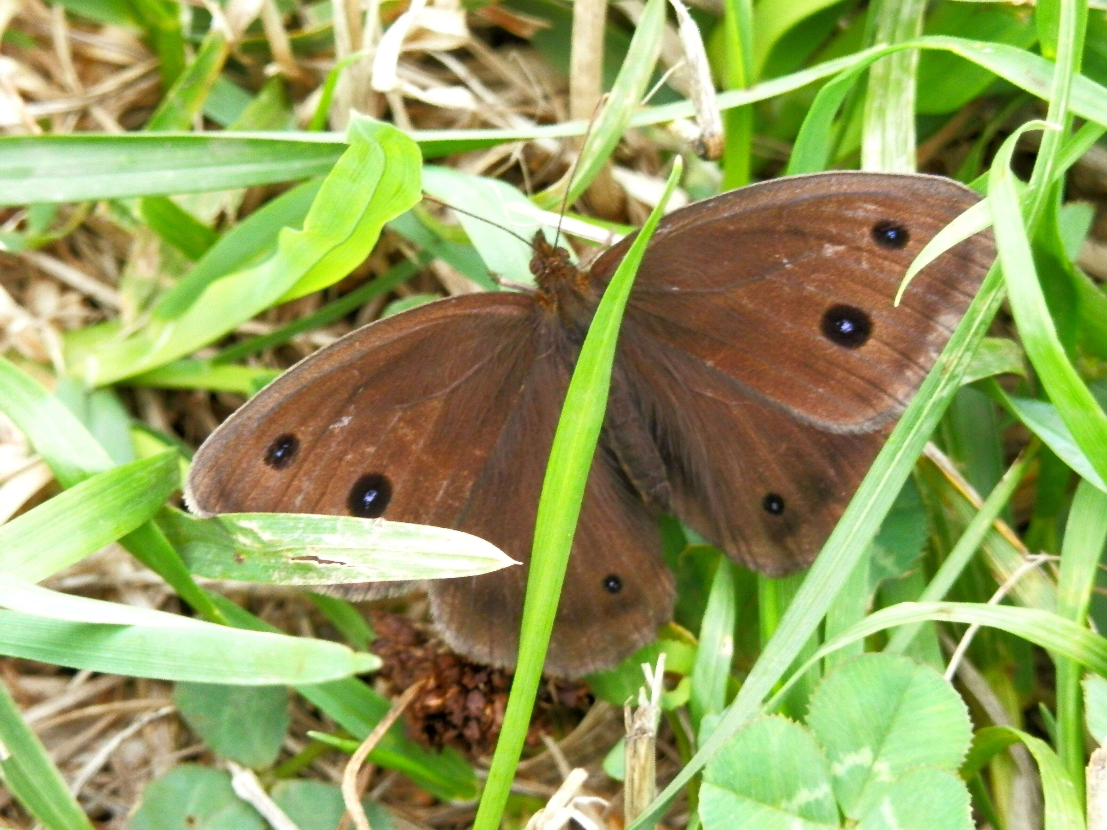 Image of Minois dryas