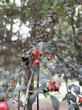 Image of Crataegus lindenii Stapf