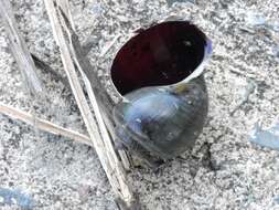 Image of Spike-topped applesnail